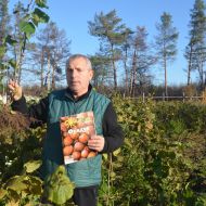 Саженец Фундук Каталонский в контейнере